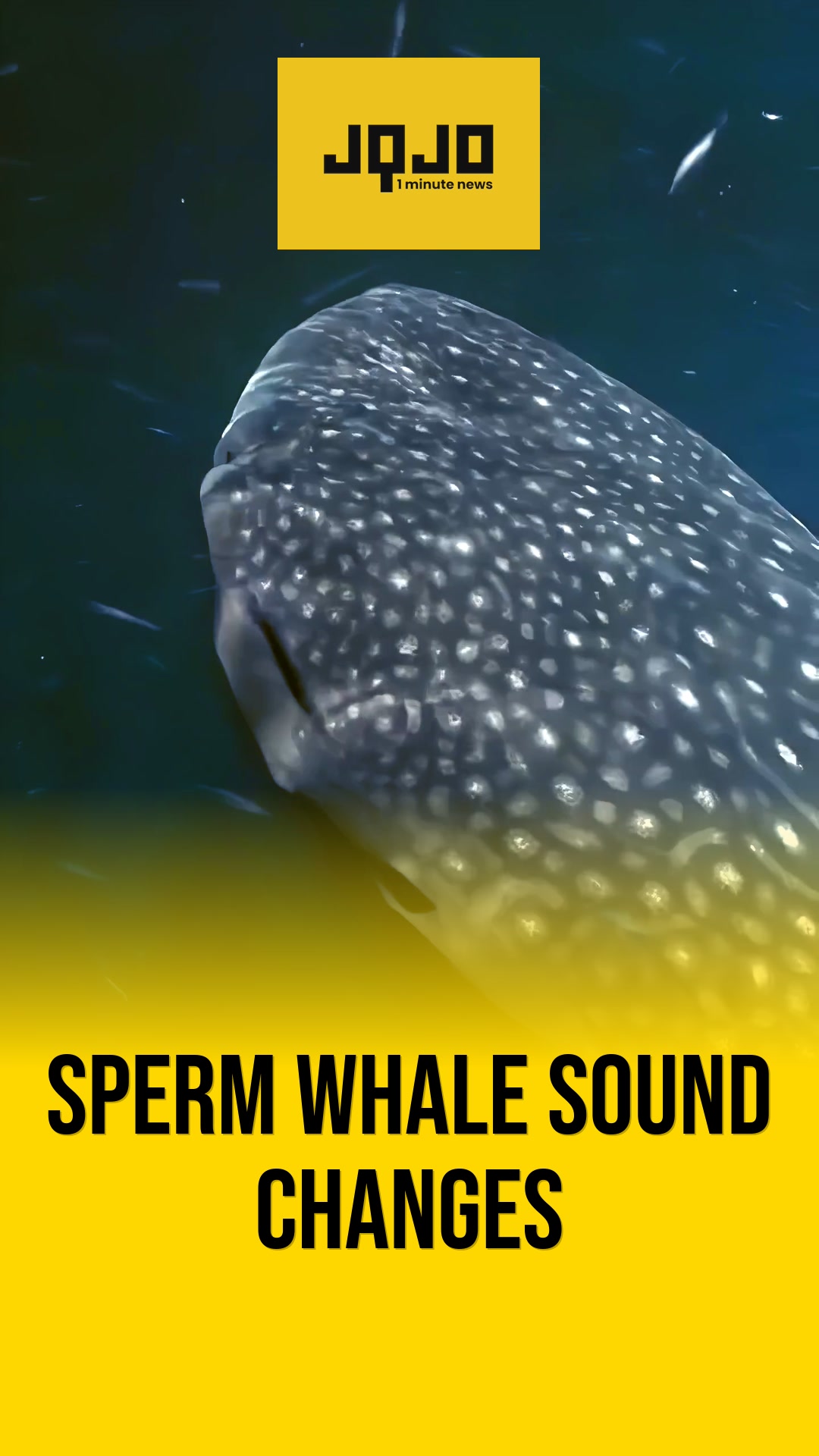 Dominica sperm whales alter clicks near boats