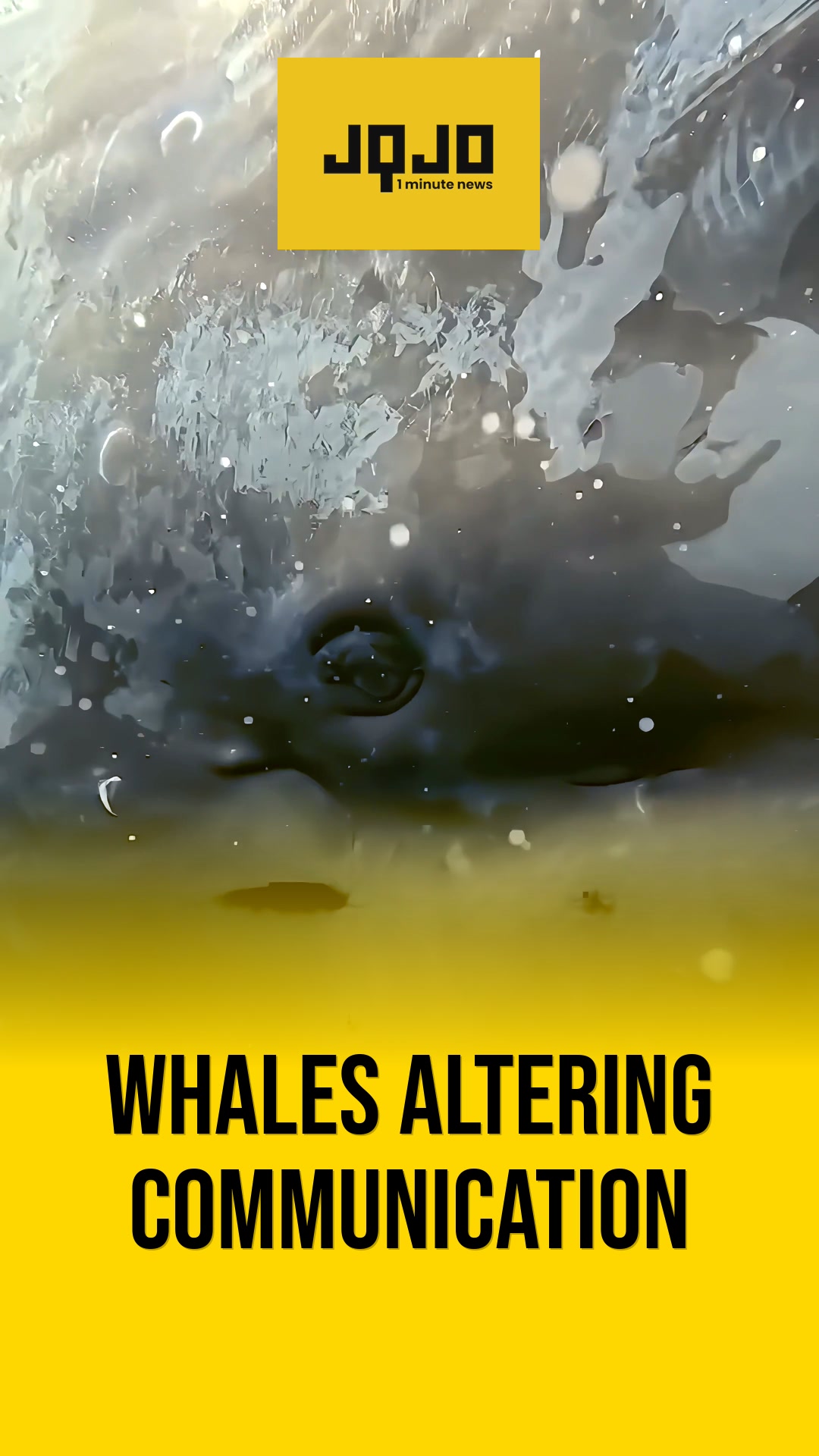 Scientists Discover Sperm Whales Secretly Change Their Language When Boats