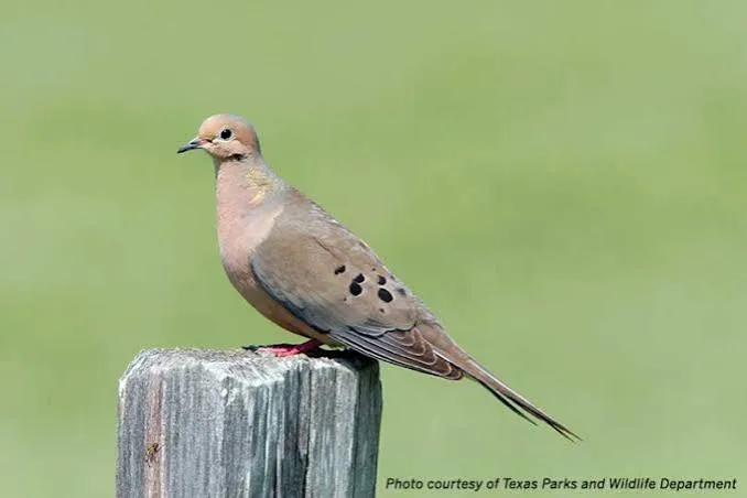 Prévision de la saison de chasse à la tourterelle : des chiffres records pour l'ouverture historique du sud du Texas