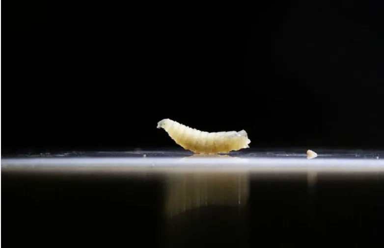 La lucilie américaine infeste un cheval américain avant la réouverture du port au bétail mexicain