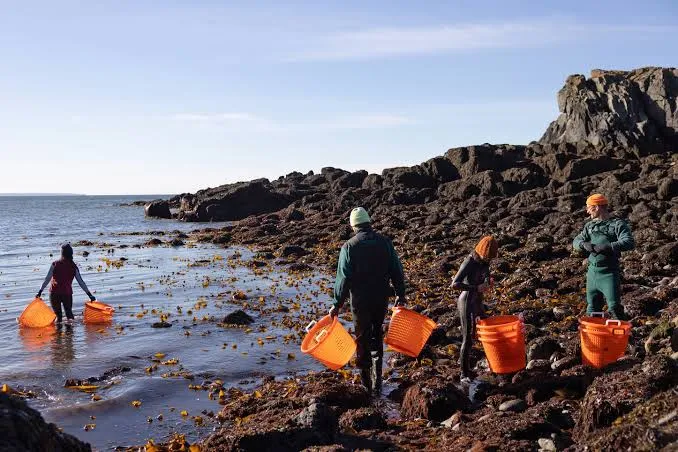 Une bataille se prépare pour les fermes de saumon du Maine