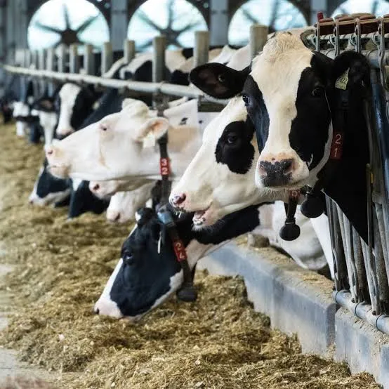 L'interdiction américaine des importations canadiennes risque d'affaiblir une relation déjà fragile