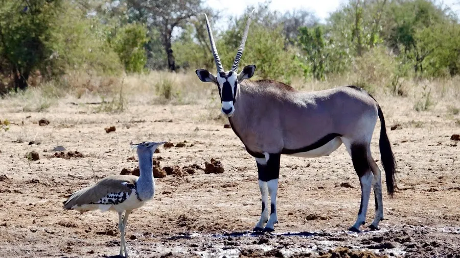 African Gemsbok Spread in New Mexico Under Climate